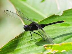 Image of Black Pondhawk