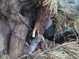 Image of spiny mice, forest mice, and relatives