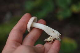 Image of Russula betularum Hora 1960