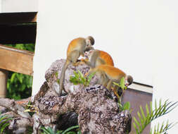 Image of Black-crowned Central American Squirrel Monkey