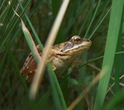 Image of Common frog