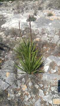 Image of San Angelo yucca