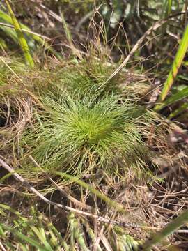 Sivun Bulbostylis paradoxa (Spreng.) Lindm. kuva