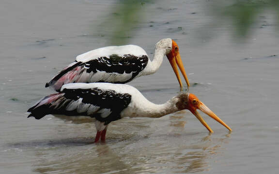 Image of Painted Stork