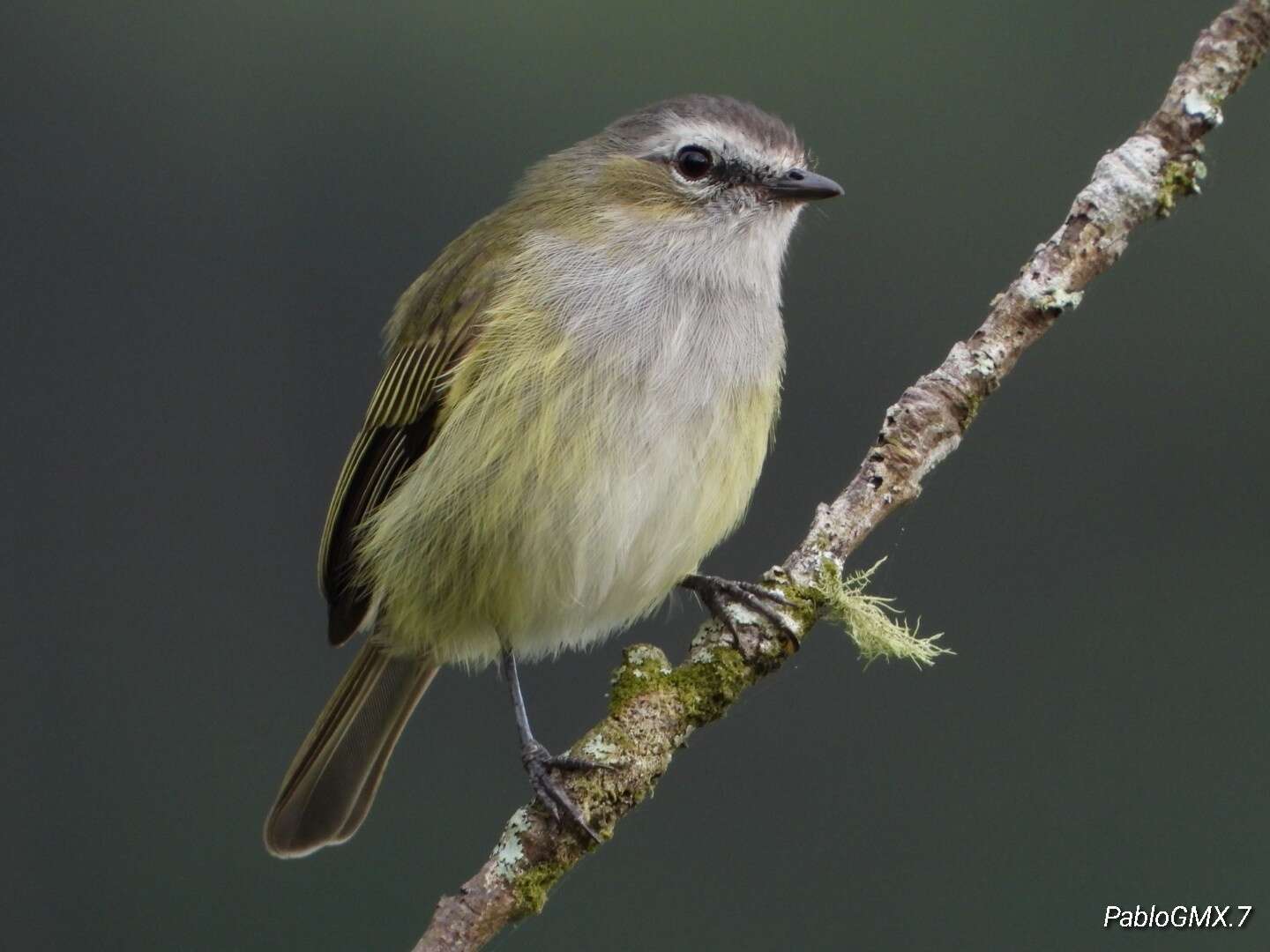 Image of Guatemalan Tyrannulet