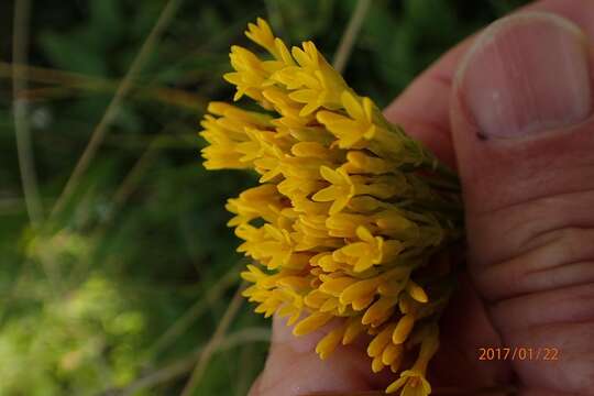 Image de Sebaea natalensis (Schinz) Schinz