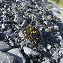 Image of dwarf alpine hawksbeard