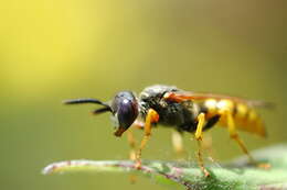 Image of Philanthini Latreille 1802