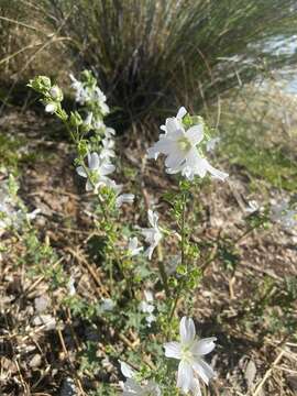 Image of Malva australiana M. F. Ray