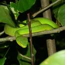 Image of Redtail (bamboo) Pit Viper