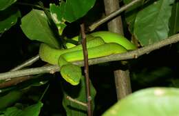 Image of Redtail (bamboo) Pit Viper