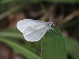 Leptidea sinapis (Linnaeus 1758)的圖片