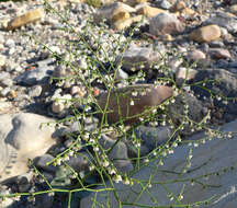 Image de Eriogonum deflexum Torr.