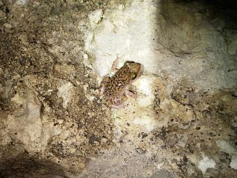 Image of Cliff Chirping Frog