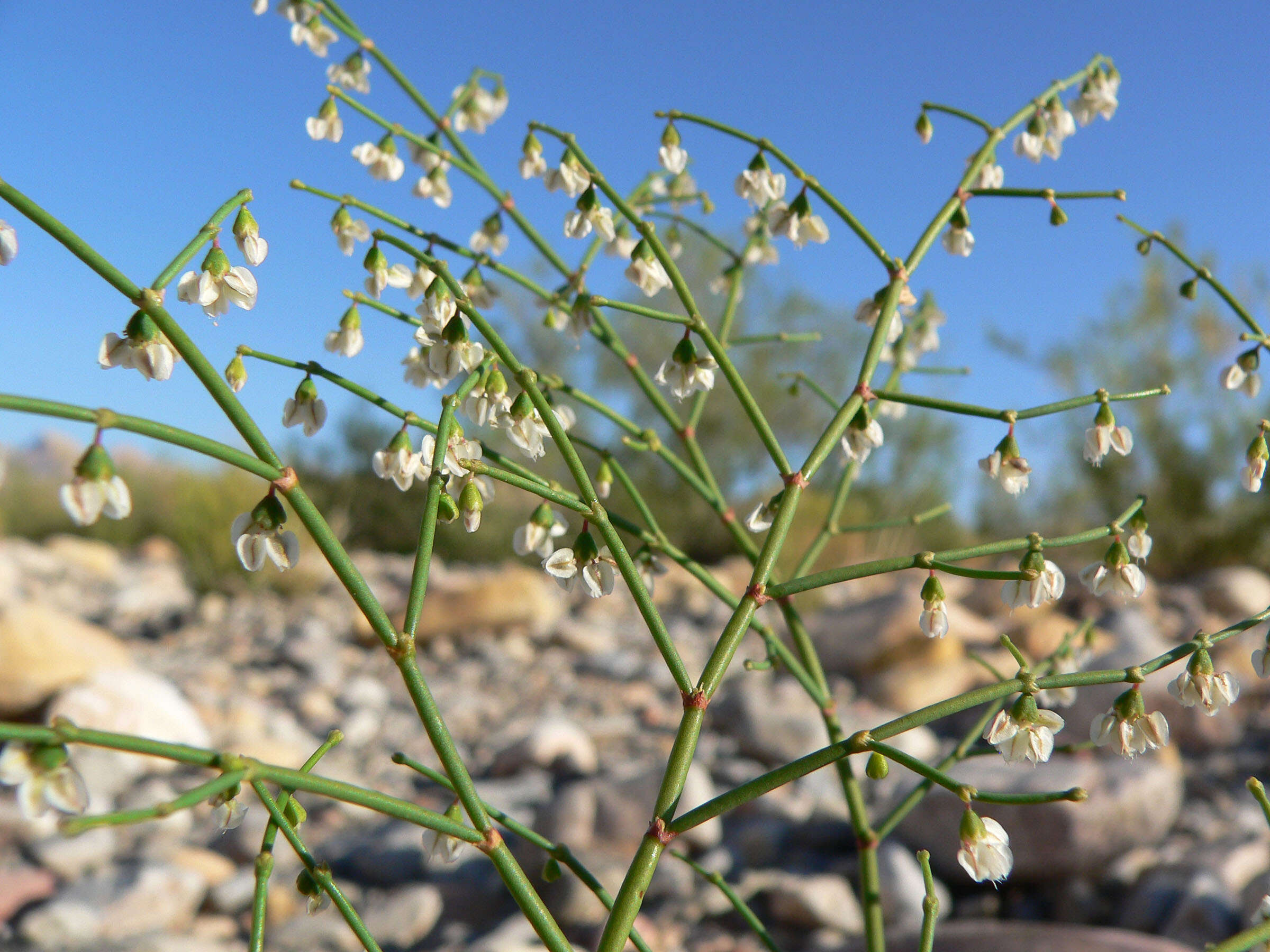 Image de Eriogonum deflexum Torr.