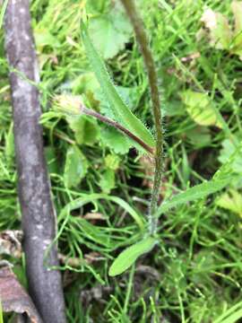 Image de Erigeron lonchophyllus Hook.