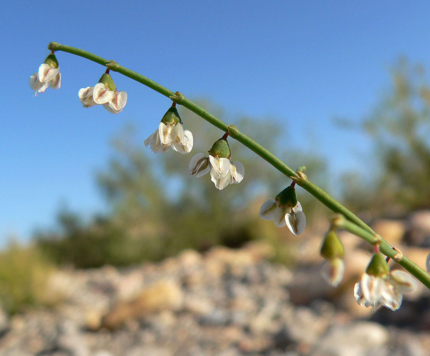 Image de Eriogonum deflexum Torr.