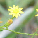 Sivun Pityopsis aspera (A. Gray) Small kuva