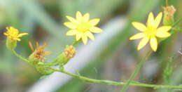 Pityopsis aspera (A. Gray) Small resmi