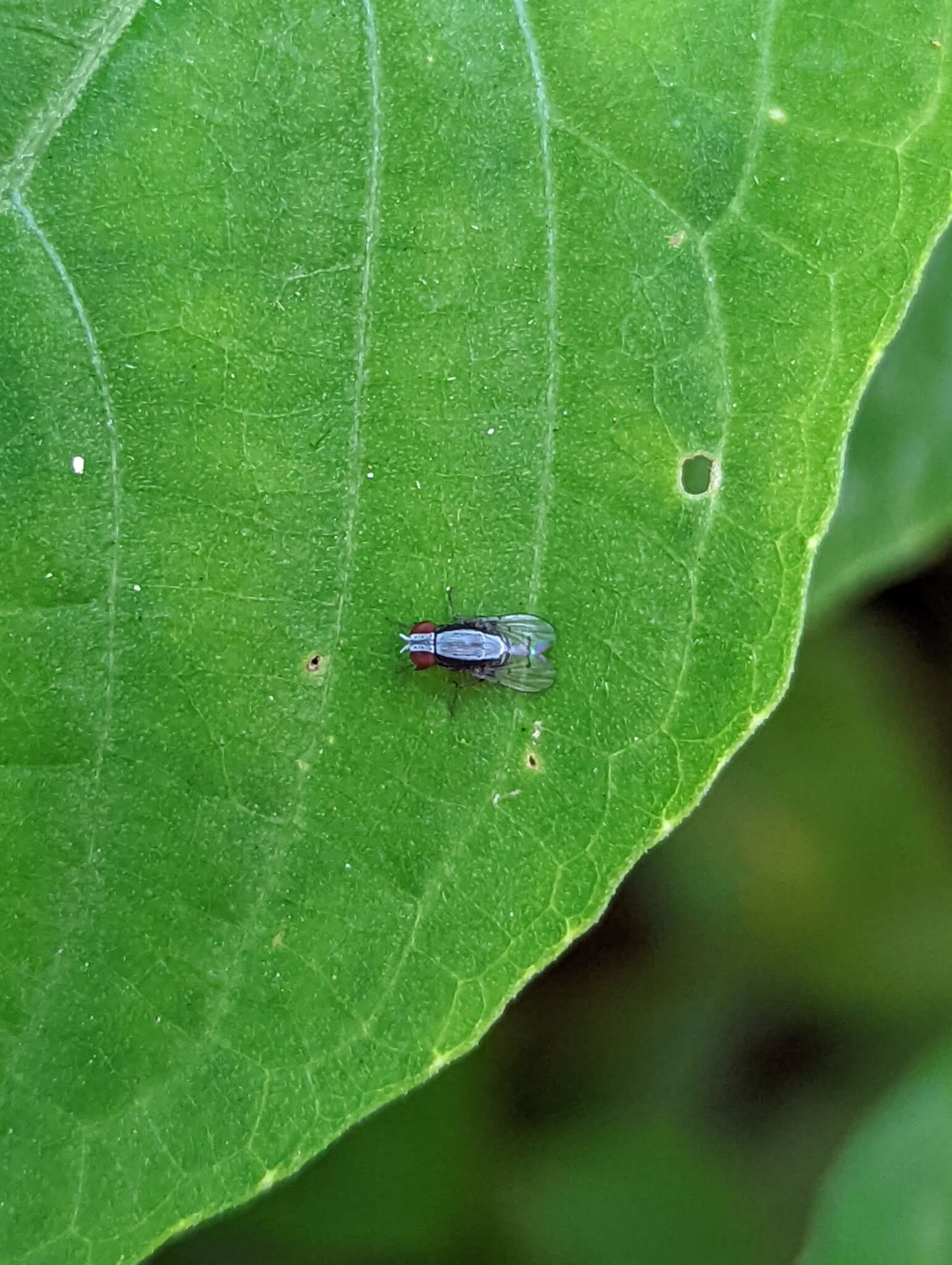 Image of Homoneura discoglauca (Walker 1860)