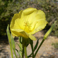 Image of longstem evening primrose