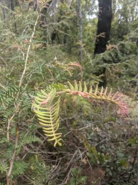 Image of Caley's grevillea