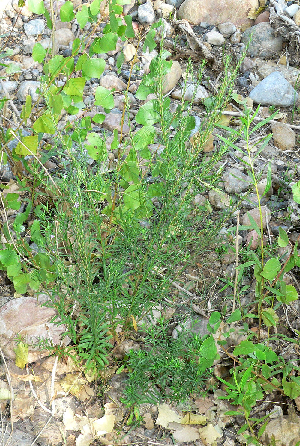 Plancia ëd Lythrum californicum Torr. & Gray