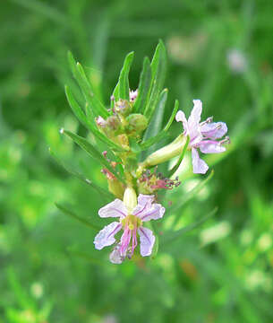 Plancia ëd Lythrum californicum Torr. & Gray