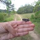 Image of rattle grasshopper