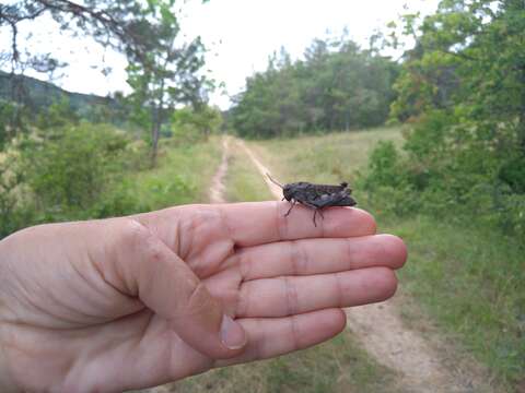 Image of Psophus