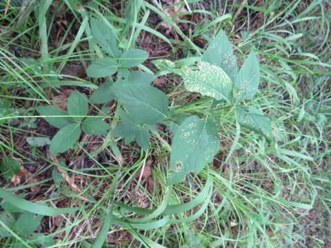 صورة Ruellia purshiana Fern.