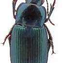 Image of Harpalus (Harpalus) honestus (Duftschmid 1812)