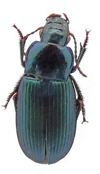 Image of Harpalus (Harpalus) honestus (Duftschmid 1812)