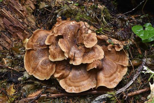 Image of Bondarzewia occidentalis Jia J. Chen, B. K. Cui & Y. C. Dai 2016