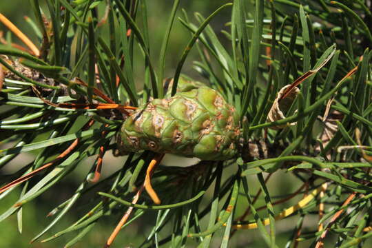 Image of jack pine