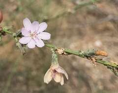 صورة Stephanomeria virgata subsp. virgata