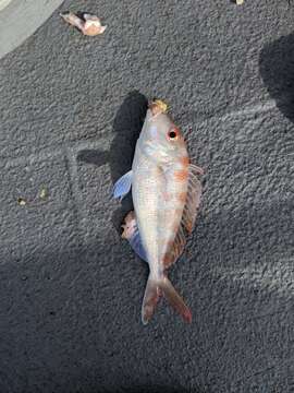 Image of Fork-tailed threadfin bream