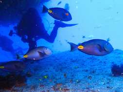 Image of Monrovia Surgeonfish