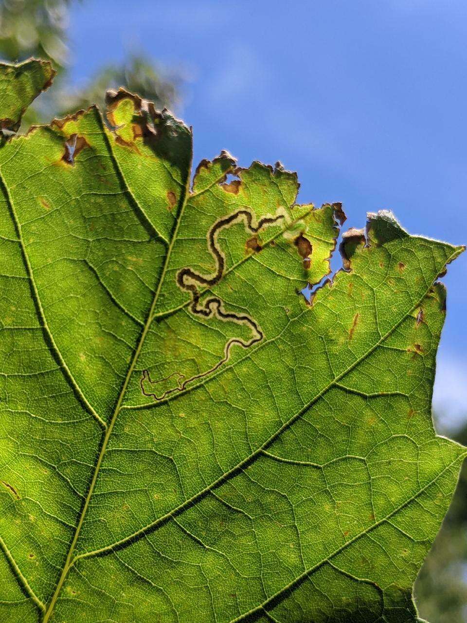 Imagem de Stigmella castaneaefoliella (Chambers 1875) Wilkinson et al. 1979