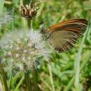 Image of Coenonympha amaryllis Cramer 1782