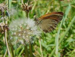 Image of Coenonympha amaryllis Cramer 1782