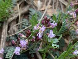 Image of copper mine milkvetch