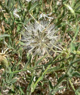 Image of Mojave brickellbush