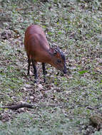 Image of East African Red Duiker