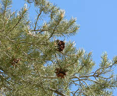 Image of singleleaf pinyon