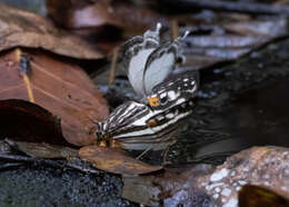 Слика од Cyrestis telamon Linnaeus 1758