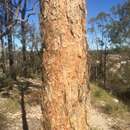 Imagem de Corymbia watsoniana subsp. watsoniana