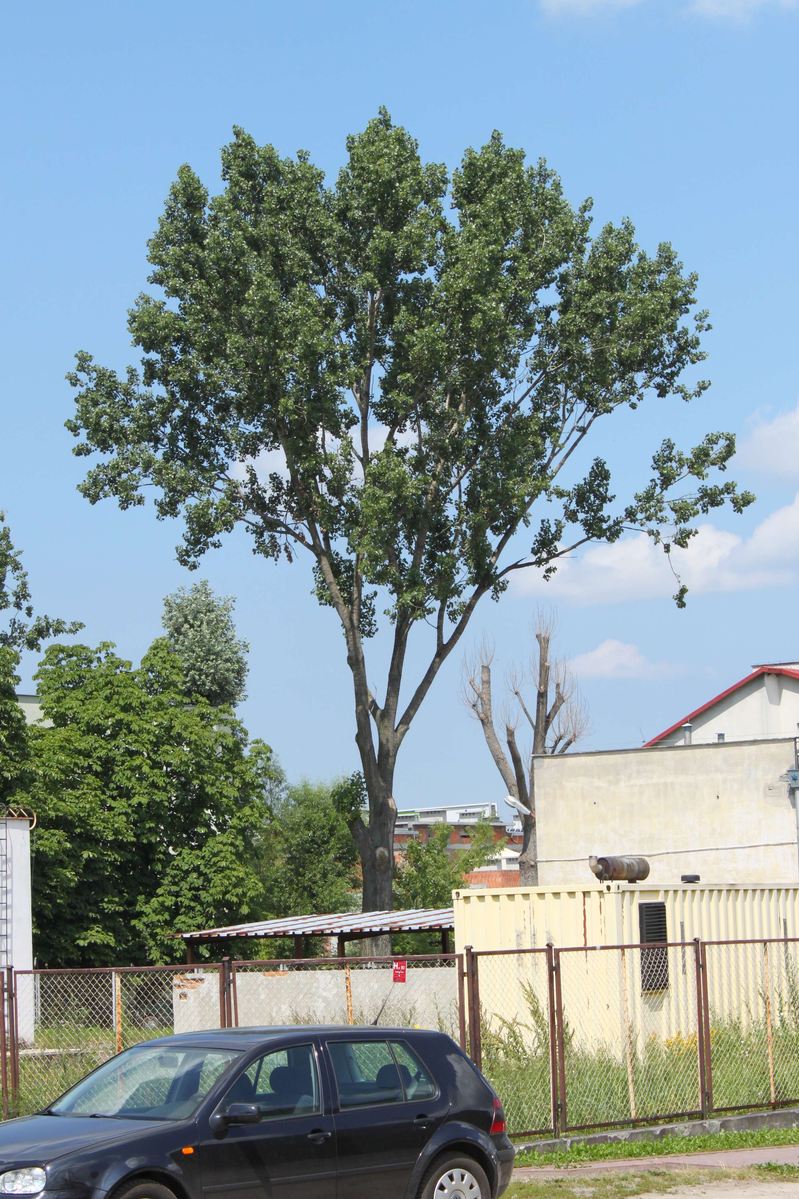 Image of Carolina poplar