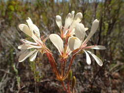 Image of Pelargonium carneum Jacq.