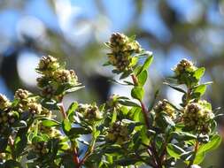 Image of Baccharis pseudovaccinioides L. Teodoro